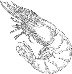 shrimp vector illustration sketch art