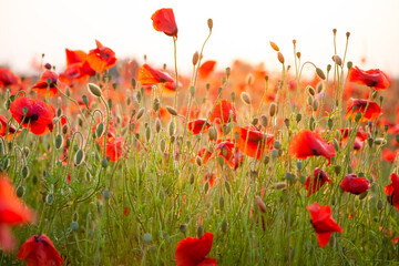 Naklejka premium Field of poppies selective focus. Nature summer wild flowers. Vivid red flower poppies plant. Buds of wildflowers. Poppy blossom background. Floral botanical mood. Leaf and bush poppy flower. Sky