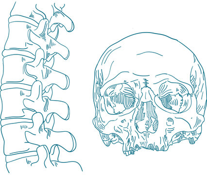 Skull Spine Vector Illustration 