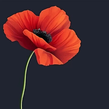 Vector banner with one red poppy on a black plain background with space for text. Memorial Day illustration
