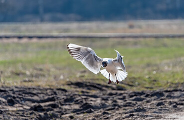 A black-headed gull lands on the shore.