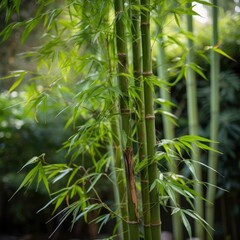 Fototapeta na wymiar green bamboo plant
