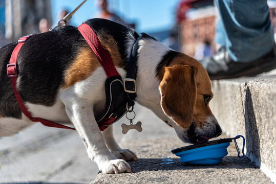 Perro Beagle bebiendo agua de un recipiente port&aacute;til en la calle
