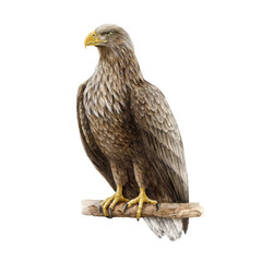 White-tailed eagle watercolor illustration. Hand drawn Haliaeetus albicilla avian. Realistic detailed painted eagle on the tree branch. Wildlife animal. Predatory bird vintage style illustration.