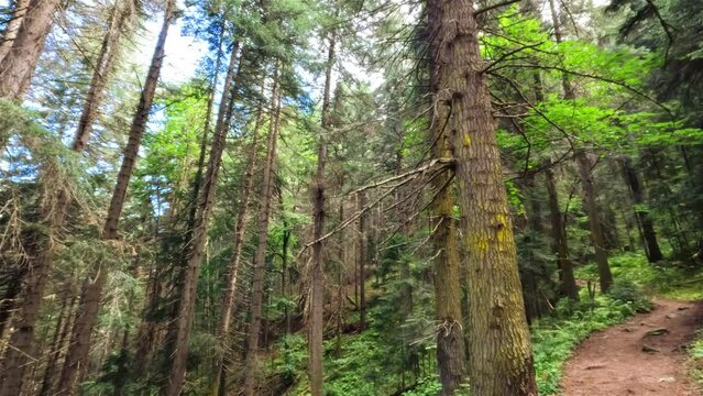 hiking tripper trail in the summertime pine forest in mountains