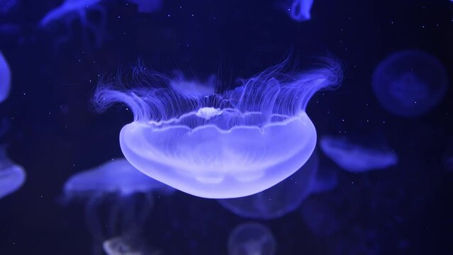 Relaxing underwater video of floating luminescent sea jellyfish in fluorescent light