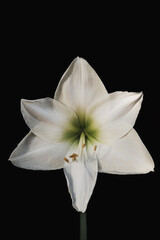 Beautiful white lily in isolation against a black background