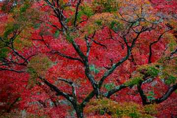 Background of Beautiful autumn leaves in Kyoto, JAPAN - 594924473