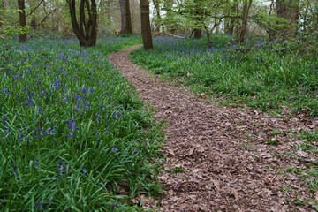 A blubell glade in Engligh Countryside Woodland