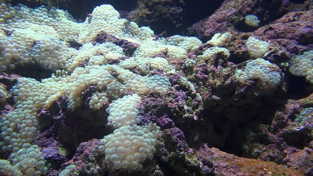 Video of bubble-tip anemone (Entacmaea quadricolor) swaying in the water flow