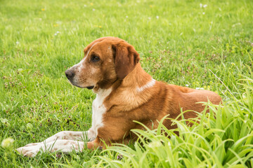 Scent hound dog closeup on green grass meadow