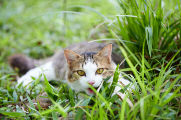 Naklejka na ściany i meble Cute young cat playing in the lawn