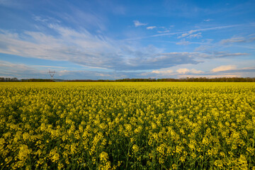 agricultural field of blooming rape on a sunny spring day.