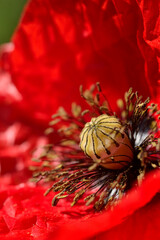 Red poppy flower macro nature vertical image