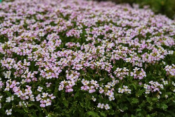 Obraz premium Arabis Rosabella. Pink flowers of arabis. Close up.