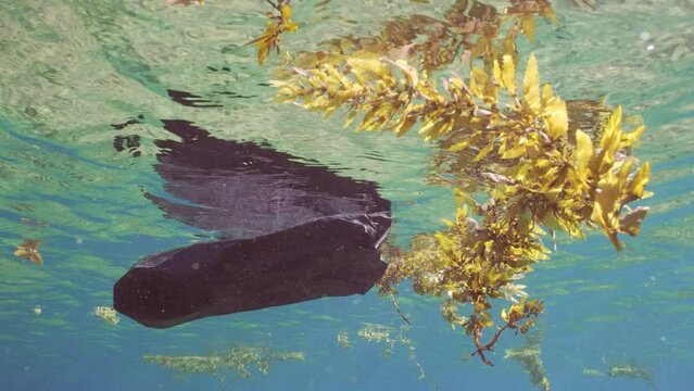 Black plastic bag drifts with scraps of Seaweed Brown Sargassum on surface of water on daytime in sunburst, slow motion
