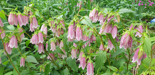 Pink flowers of campanula punctata blooming in the garden. Panorama.