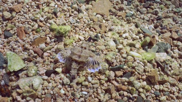 Common Seamoth, Little Dragonfish or Short Dragonfish (Eurypegasus draconis) walking on sandy rocky bottom on sunny day in sunbeams, top view 