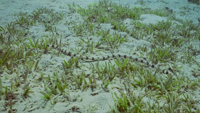 Harlequin Snake Eel (Myrichthys colubrinus) crawls along sandy bottom covered with green sea grass in daytime, Slow motion
