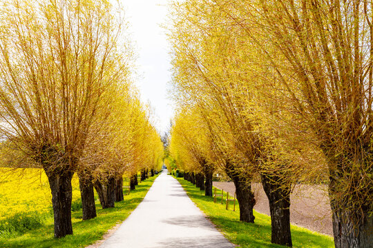 Treelined country road at spring
