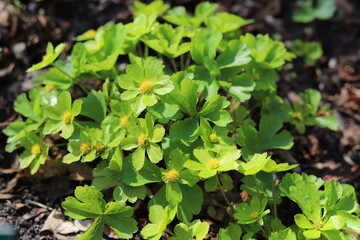 Hacquetia epipactis, spring flower. Close up.