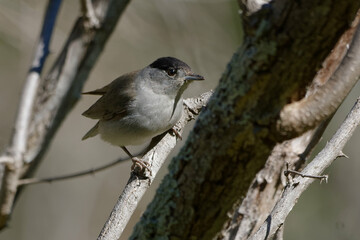 Male Eurasian Blackcap (Sylvia atricapilla) on a branch