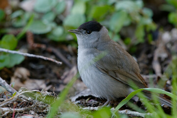Male Eurasian Blackcap (Sylvia atricapilla) on the ground