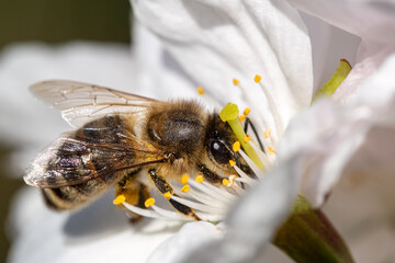 Biene bei der Arbeit