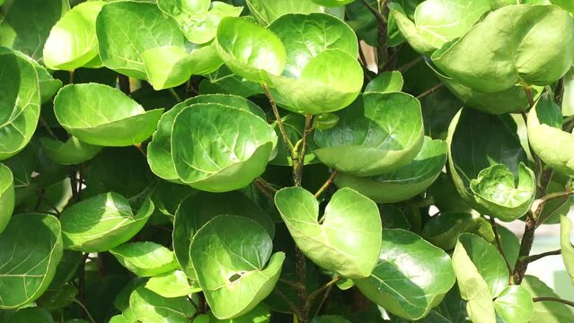 Polyscias scutellaria (Mangkokan, daun mangkokan, the shield aralia, plum aralia) leaves. This leaves can be used as fancy food packaging. Shredded shield aralia has aromatic properties