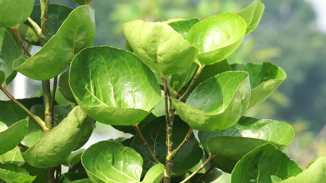 Polyscias scutellaria (Mangkokan, daun mangkokan, the shield aralia, plum aralia) leaves. This leaves can be used as fancy food packaging. Shredded shield aralia has aromatic properties