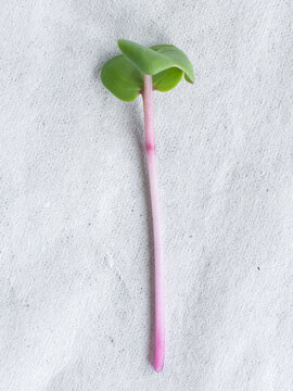 Close-up of leafy plant with pink stem