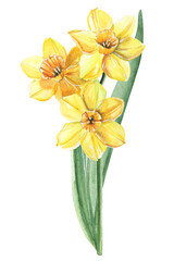 Spring watercolor flowers illustration isolated on white. Daffodils in vintage style. Illustration of bright yellow narcissus for greeting card etc.