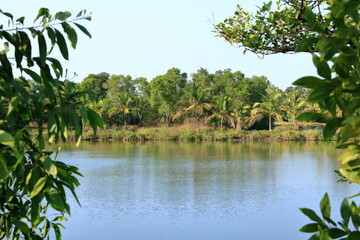 Obraz premium Backwater View in the Vayalapra Floating Park in Kannur District in Kerala, India