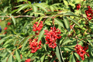 Red rowan berries on the rowan tree branches, ripe rowan berries closeup and green leaves