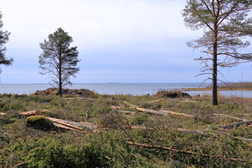 A picturesque coastal landscape on the Baltic Sea near Merihelmi in Finland