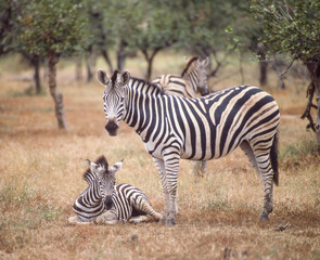 Burchell's Zebra With Foal