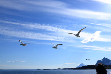 People at a boat watch seagulls flying over a fjord at the Lofoten, Norway