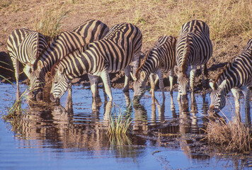 Fototapeta na wymiar Burchell's Zebra in Kruger National Park