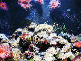 sea anemone natural background