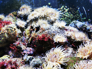 Naklejka na ściany i meble sea anemone natural background