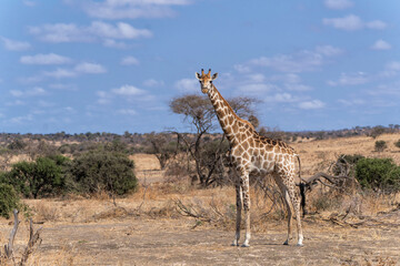 Giraffe . South African giraffe or Cape giraffe (Giraffa giraffa or camelopardalis giraffa) hanging around in Mashatu Game Reserve in the Tuli Block in Botswana