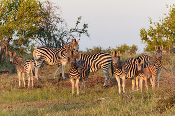 Zebra.  Plains zebra (Equus quagga, formerly Equus burchellii), also known as the common zebra walking around in Mashatu Game Reserve in the Tuli Block in Botswana