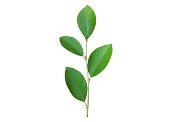 Young and fresh green top of ficus benjamina leaf isolated on white background with clipping paths.