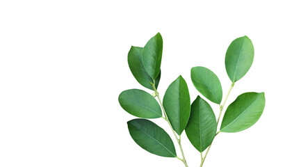 Young and fresh green top of ficus benjamina leaf isolated on white background with clipping paths.