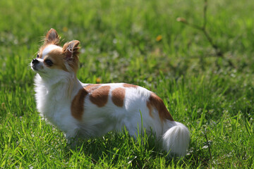 chihuahua violka in the green grass