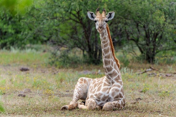 Obraz na płótnie Canvas Giraffe . South African giraffe or Cape giraffe (Giraffa giraffa or camelopardalis giraffa) hanging around in Mashatu Game Reserve in the Tuli Block in Botswana