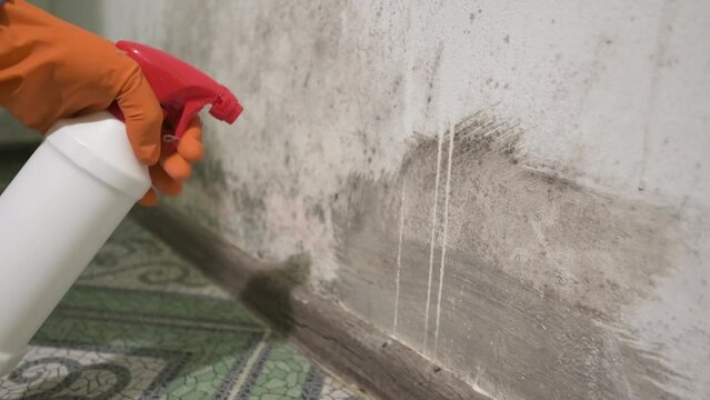 Mold on the wall, a human hand in a rubber glove sprays the anti-mold product on the wall.