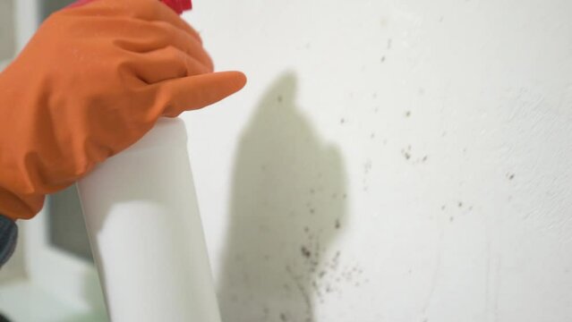 Mold on the wall, a human hand in a rubber glove sprays the anti-mold product on the wall.