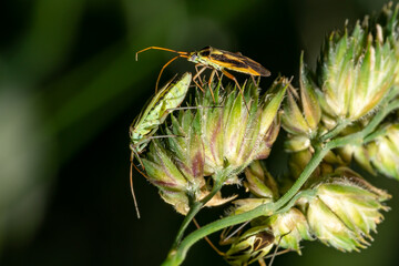 Male and female two-spot soft bugs on a blade of grass