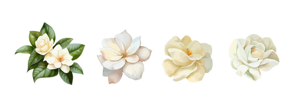 Jasmin flowers watercolor set. Realistic white flowers drawing for mother day, greeting card and spring. Vector illustration